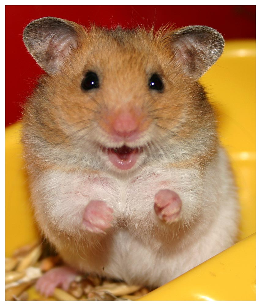 http://www.grizunok.ru/images/hamster4.jpg